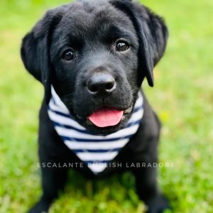 IMG_3627 English-lab-puppy