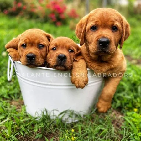 English labrador breeders