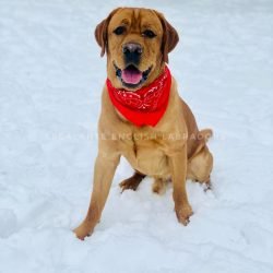 IMG_3634 lab puppies for sale in Houston Texas