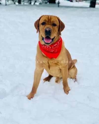 lab puppies for sale in Houston Texas
