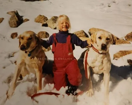 Labrador Retriever Breeders