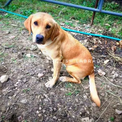 English labrador vs American labrador