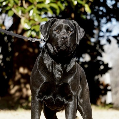 black labrador