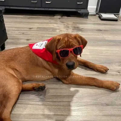 foxredlabpuppy