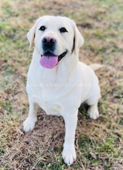 Fox Red Labrador Breeders in Alabama fox red breeders alabama
