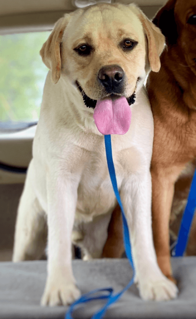 labrador puppies for sale