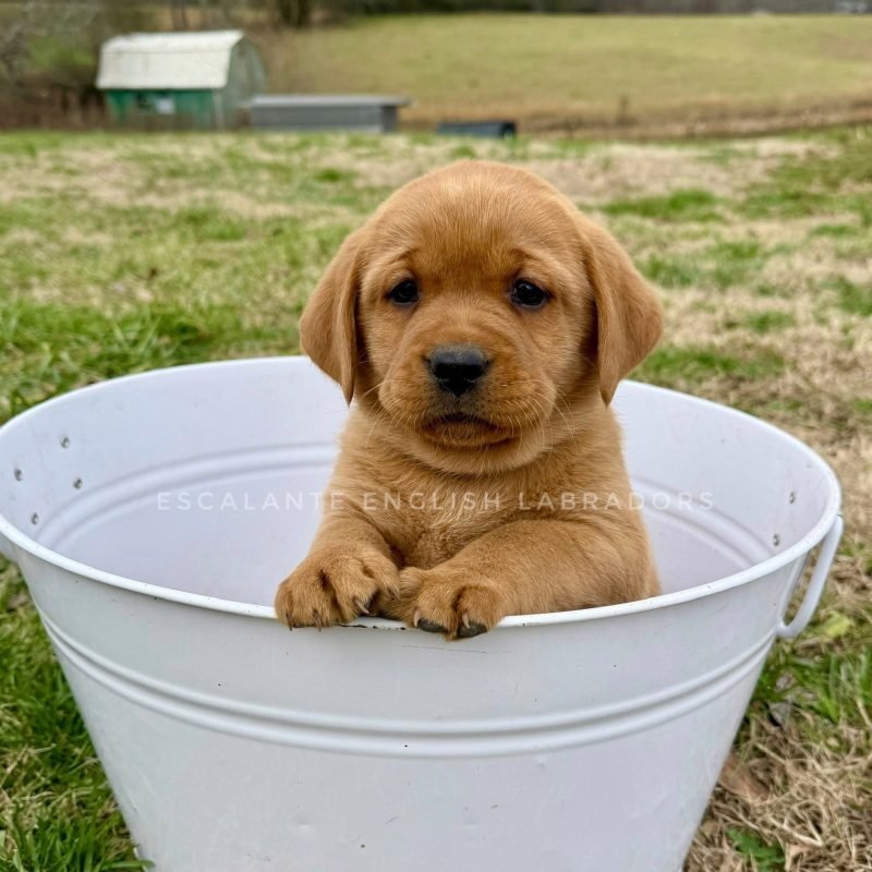 redlab lab puppies for sale Greenville SC