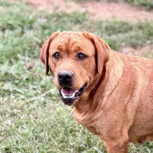 redlab